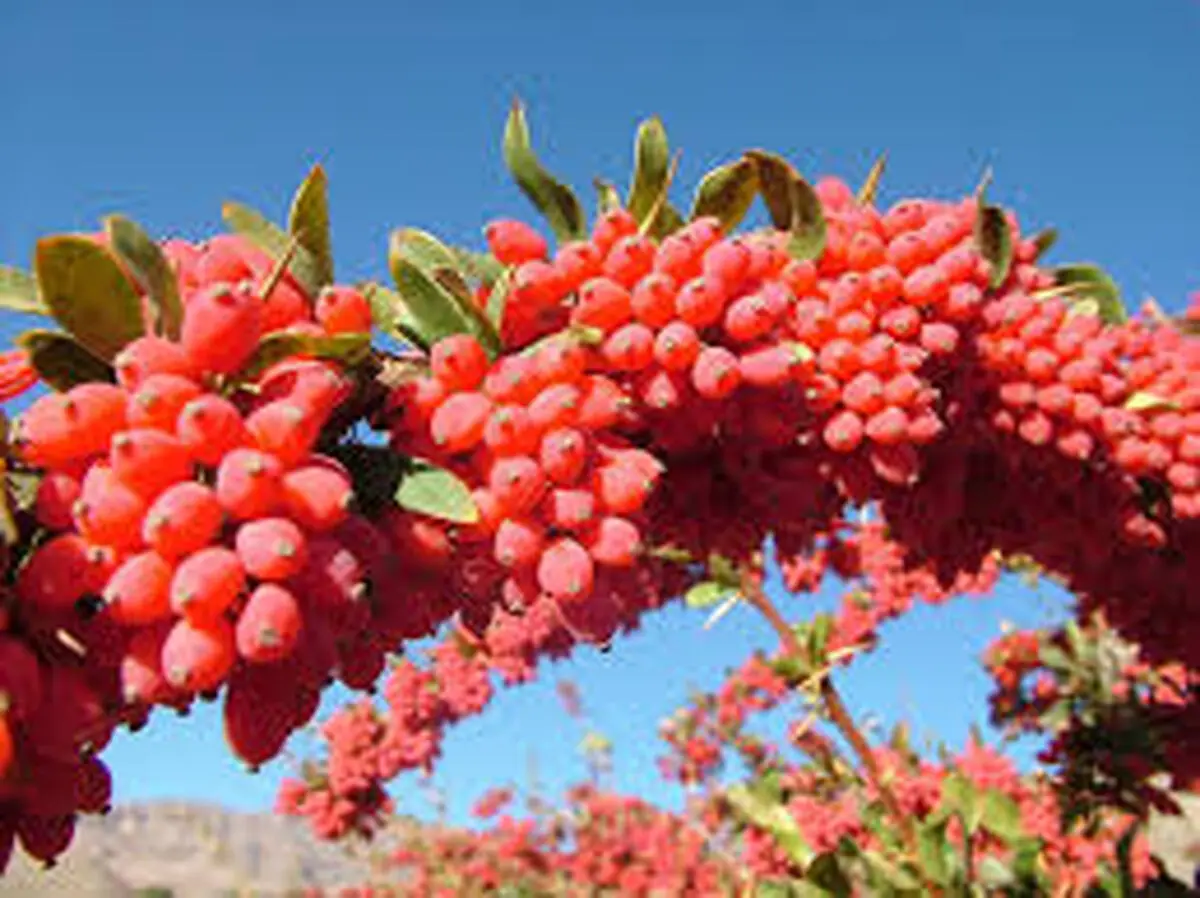 زرشک بخورید سرما نخورید