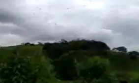 پرواز شگفت‌انگیز صدها عنکبوت در آسمان برزیل! + فیلم