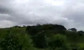 پرواز شگفت‌انگیز صدها عنکبوت در آسمان برزیل! + فیلم