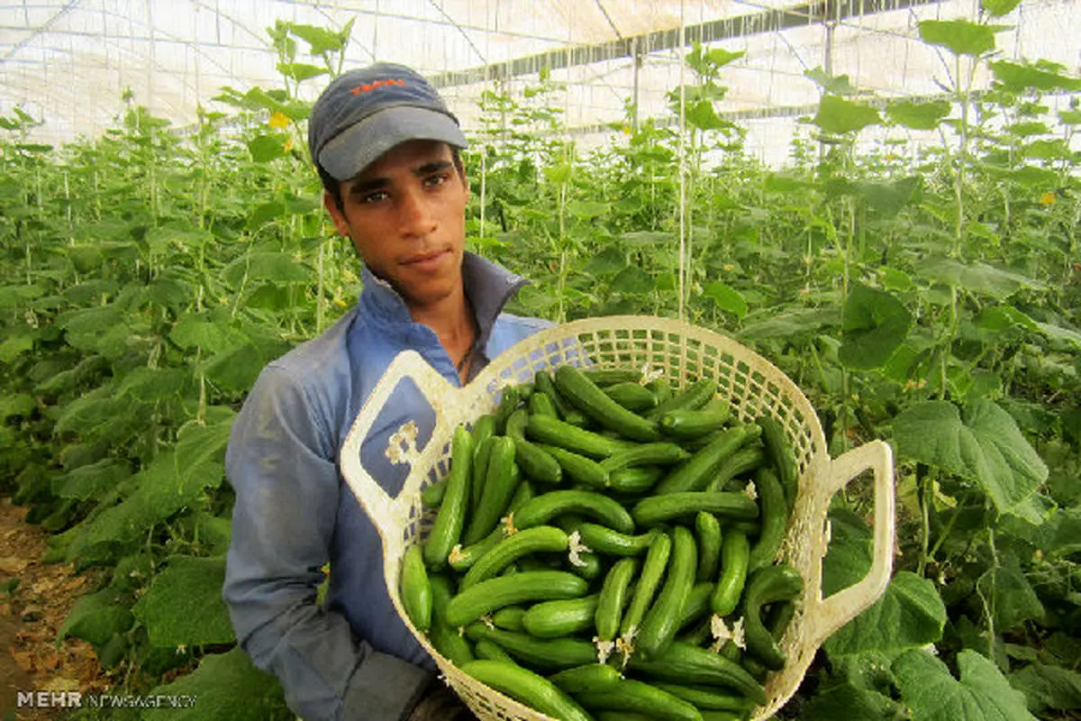 تولید محصولات گلخانه‌ای استان سمنان به ۲۹.۸ هزار تن افزایش یافت
