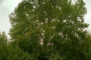 دومین درخت کهنسال ایران در کرمانشاه/عکس