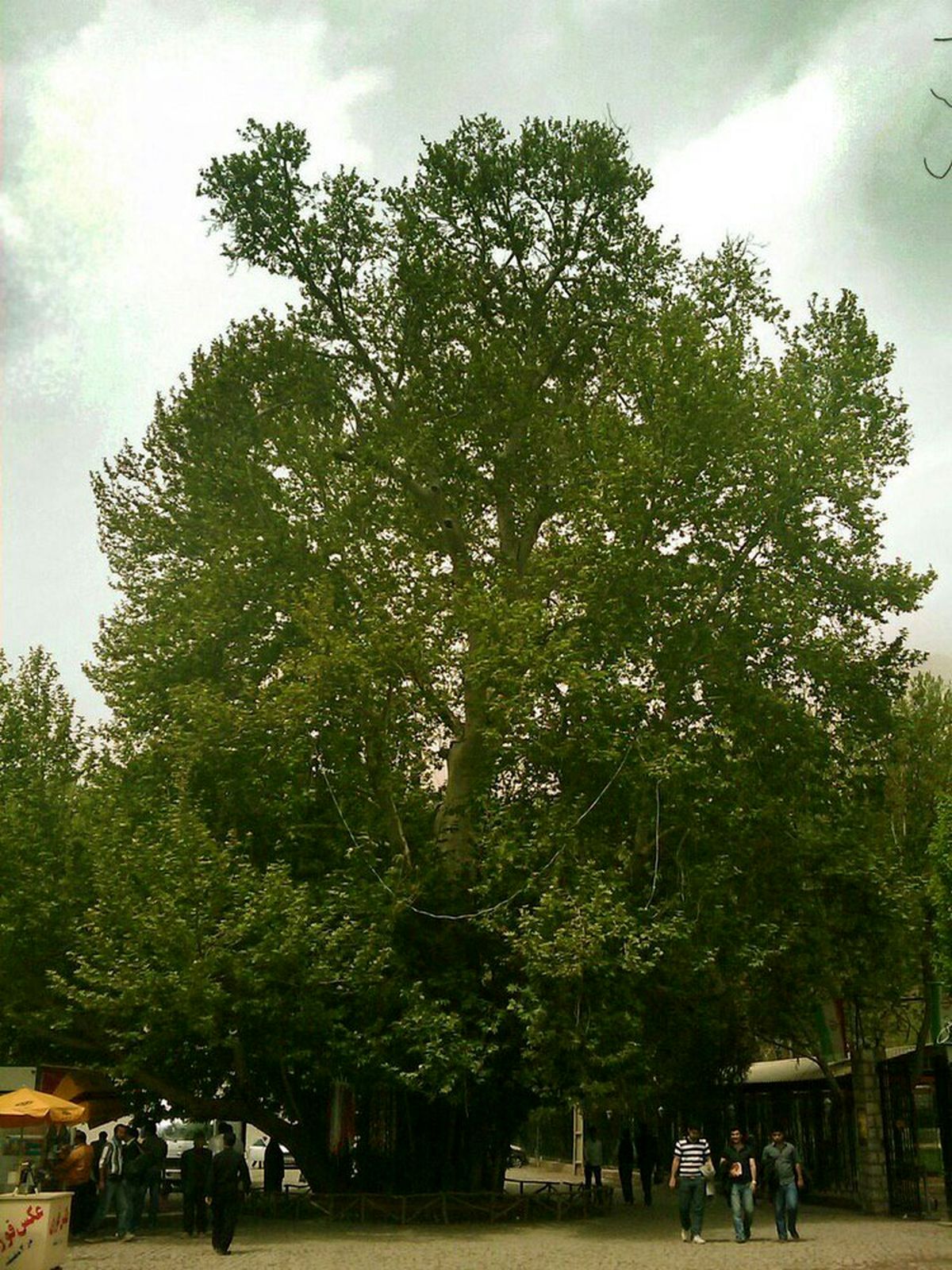 دومین درخت کهنسال ایران در کرمانشاه/عکس
