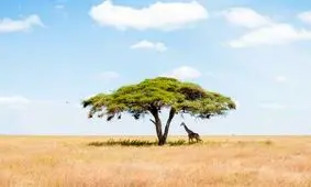 زرافه تنها زیر آکاسیا در عکس روز نشنال جئوگرافیک +تصویر