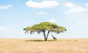 زرافه تنها زیر آکاسیا در عکس روز نشنال جئوگرافیک +تصویر
