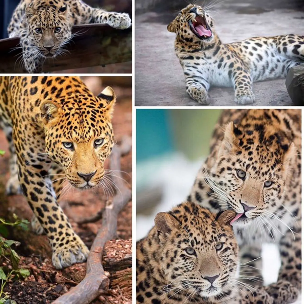 پلنگ آمور کمیاب ترین گربه سان دنیا