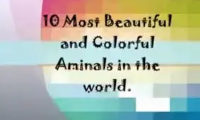 ۱۰ تا از زیباترین و رنگارنگ ترین حیوانات در دنیا