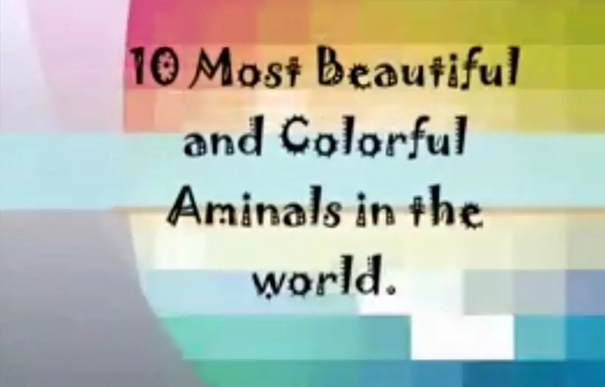 ۱۰ تا از زیباترین و رنگارنگ ترین حیوانات در دنیا