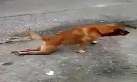 گدایی سگ ها بخاطر گوشت