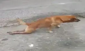 گدایی سگ ها بخاطر گوشت