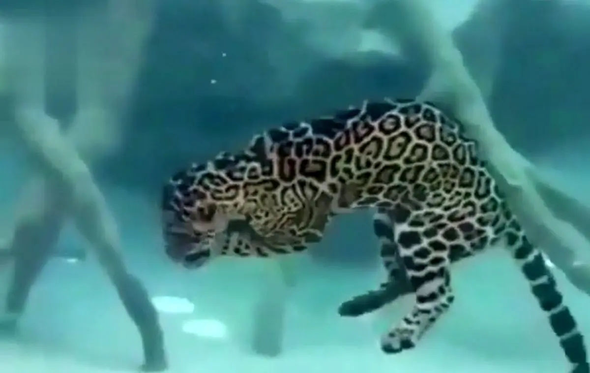 جگوار و شکار طعمه اش در عمق آب