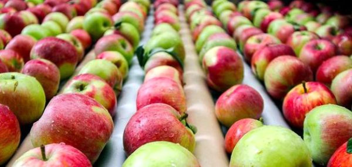 آیا در ایام نوروز قیمت سیب هم افزایش می‌یابد؟