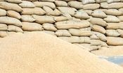 کشف و معدوم سازی ۳.۵ تن گندم غیرقابل مصرف در بجنورد
