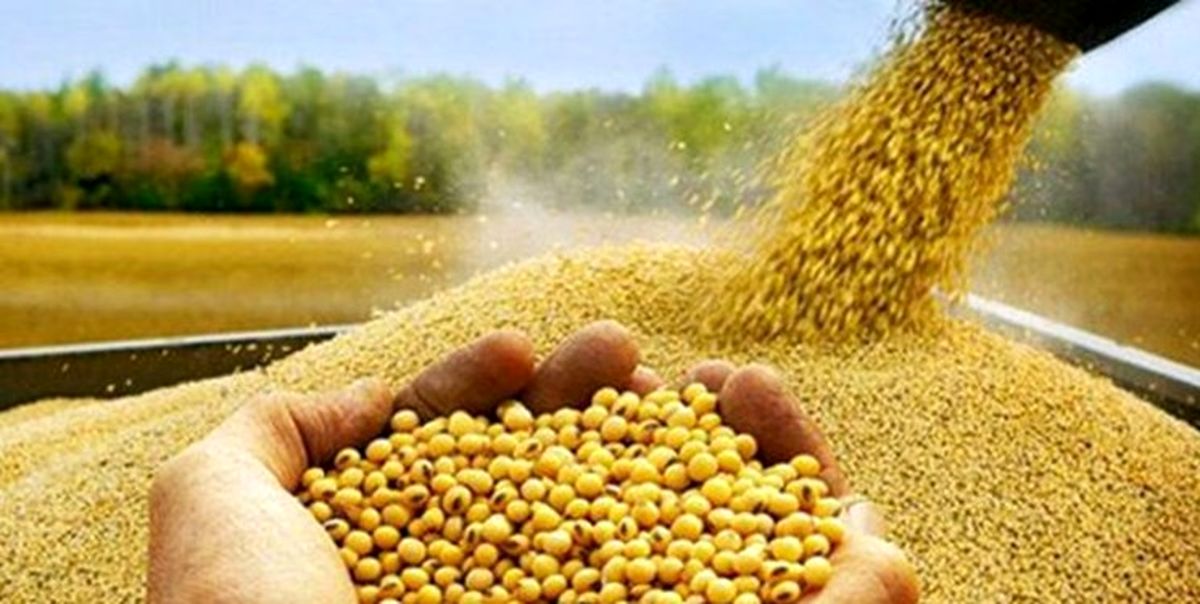 افزایش واردات ایران قیمت سویا را در هند بالا برد/پول نفت خوراک دام می‌شود