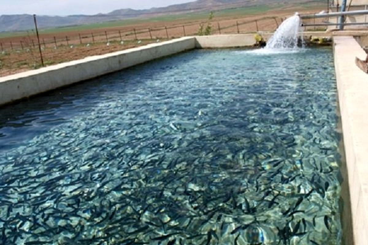 ظرفیت تولید ماهیان سردآبی در استان به۱۸ هزار تن افزایش می یابد