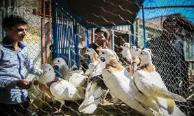 بازار پرنده فروشان قزوین به خارج از شهر منتقل شود