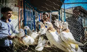 بازار پرنده فروشان قزوین به خارج از شهر منتقل شود