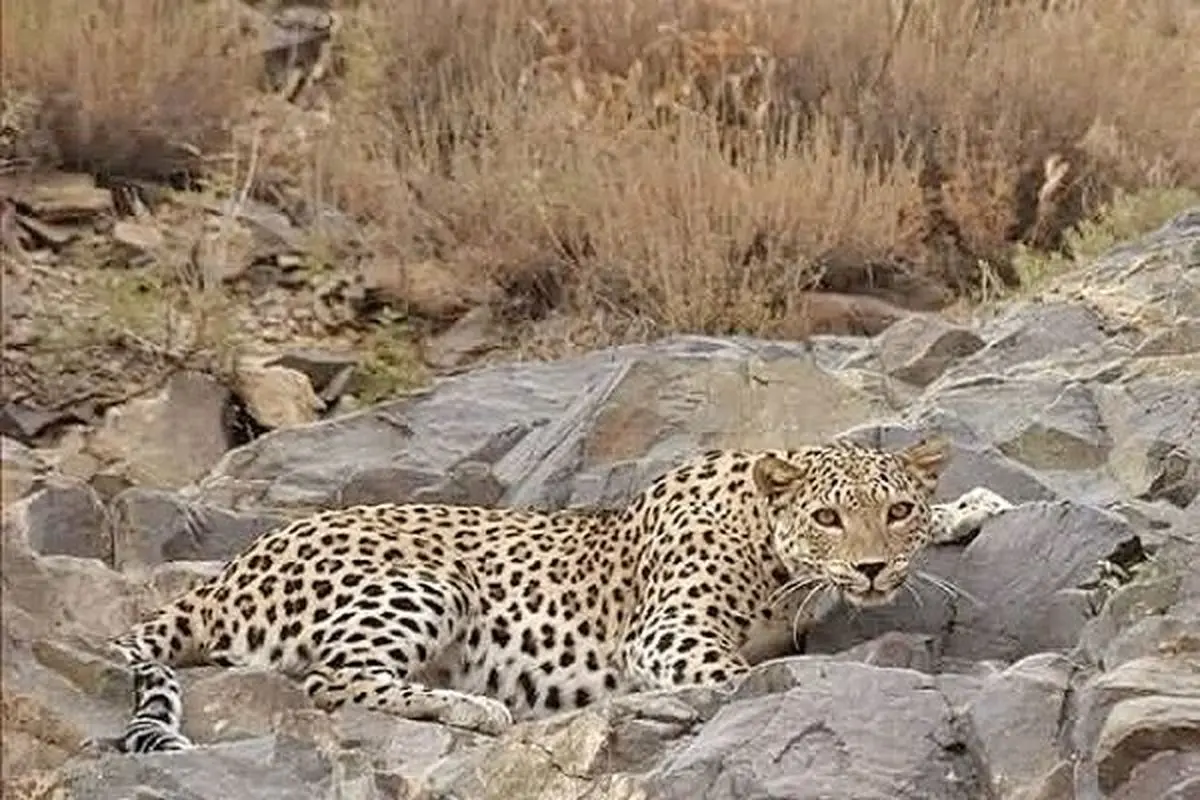 سومین تصویر از پلنگ ایرانی در طارم قزوین ثبت شد