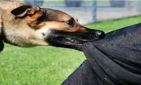 جریمه سنگین رهاکردن سگ در محوطه شهری ایرلند+عکس