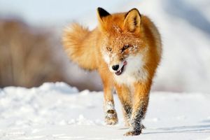 ویدئو/نجات روباهی که سرش در ظرف پلاستیکی رهاشده در طبیعت گیر کرده‌بود