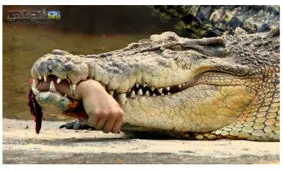 کروکودیل 700 کیلویی مسئول تغذیه اش را خورد!