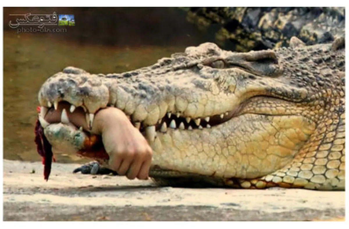کروکودیل 700 کیلویی مسئول تغذیه اش را خورد!