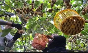 بازار میوه عید آرام خواهد بود+قیمت ها