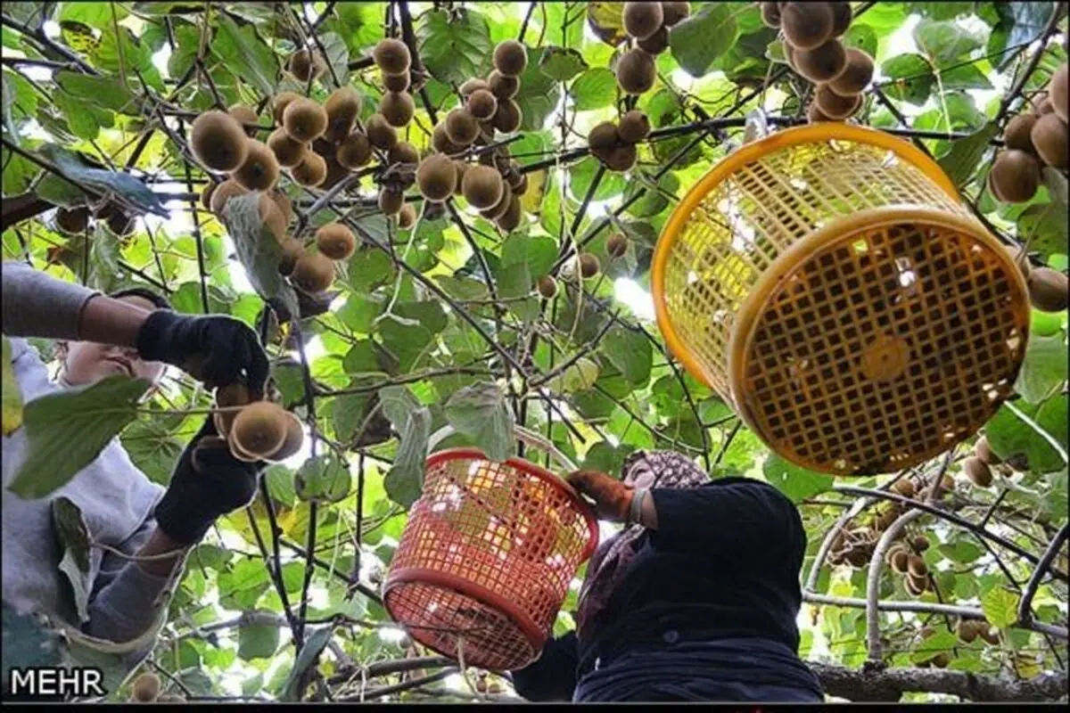 بازار میوه عید آرام خواهد بود+قیمت ها