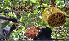بازار میوه عید آرام خواهد بود+قیمت ها