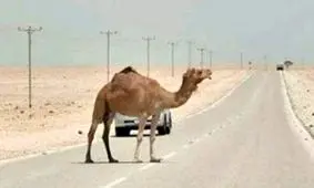 تصادف با شتر در محور ایرانشهر به بم