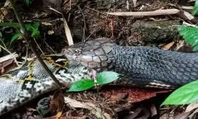 بلعیدن مار پیتون توسط مار شاه کبرا