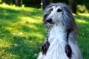 پشمالوترین سگ دنیا + تصاویر