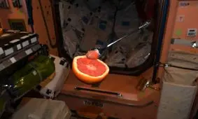 گریپ فروت معلق در فضا+عکس