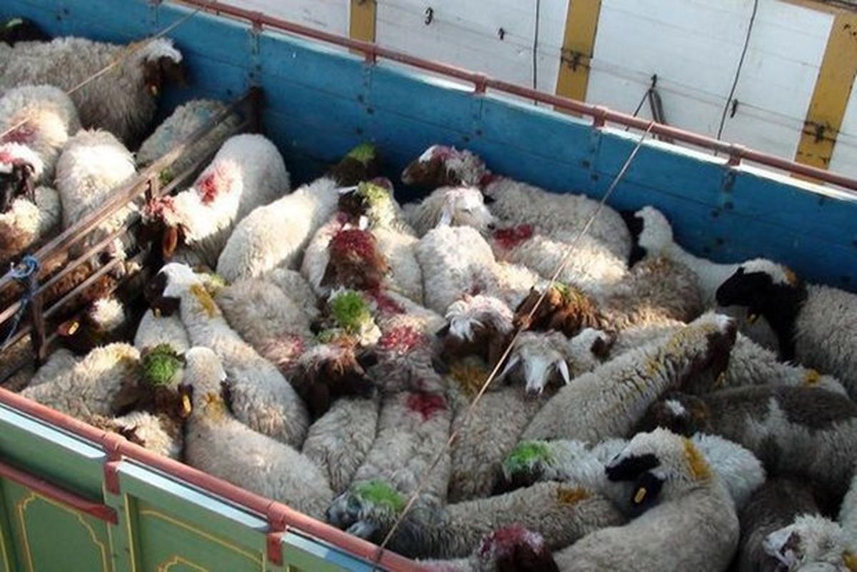 کشف دو محموله دام قاچاق در استان قزوین
