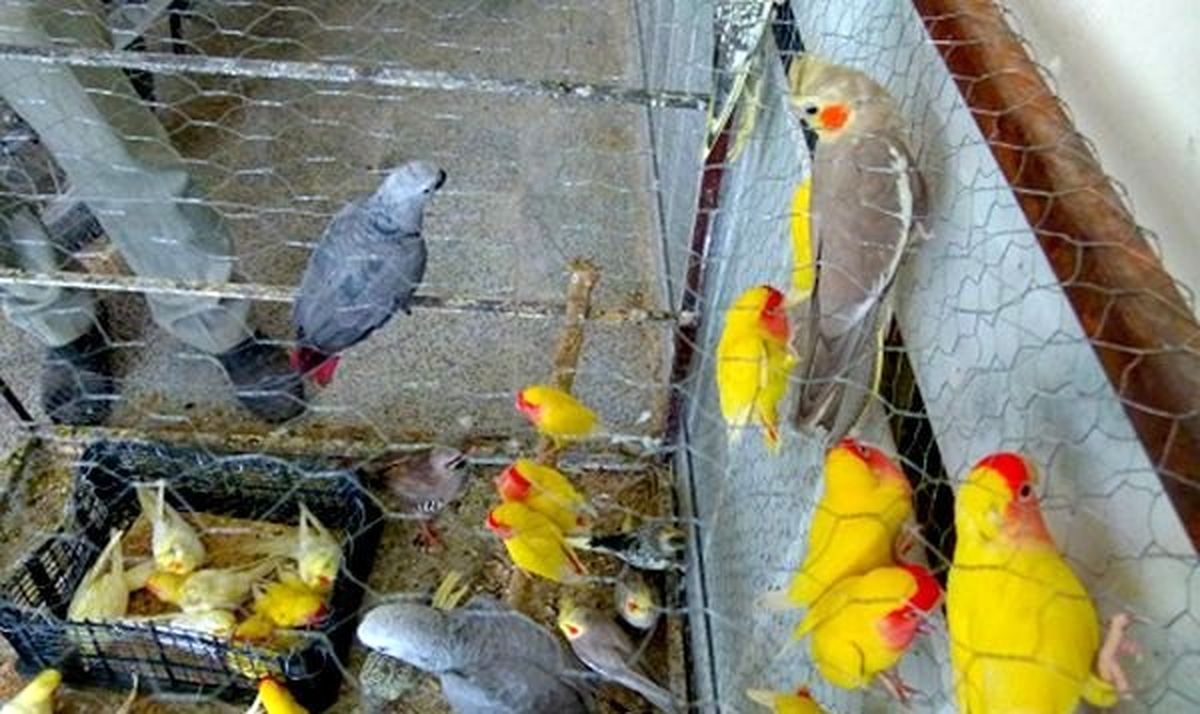 کشف 77 قطعه پرنده زینتی در مرزهای خوزستان