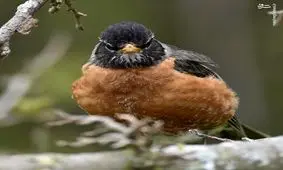 پرنده‌ای منحصربفرد با تخم‌های آبی فیروزه‌ای + تصاویر