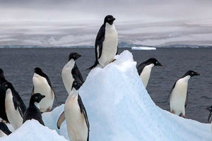شش برابر شدن میزان ذوب یخ‌های قطب جنوب