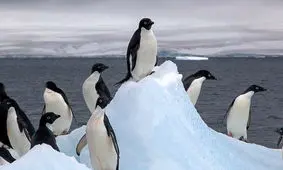 شش برابر شدن میزان ذوب یخ‌های قطب جنوب