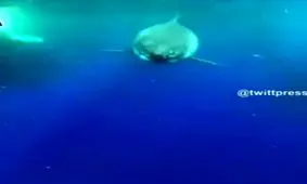 لحظه رویارویی با بزرگ‌ترین کوسه سفید جهان