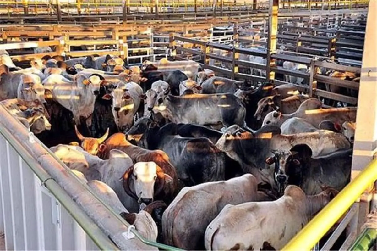 مقصر اصلی قاچاق دام وزارت کشاورزی است؟