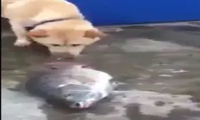 سگ ها می فهمند