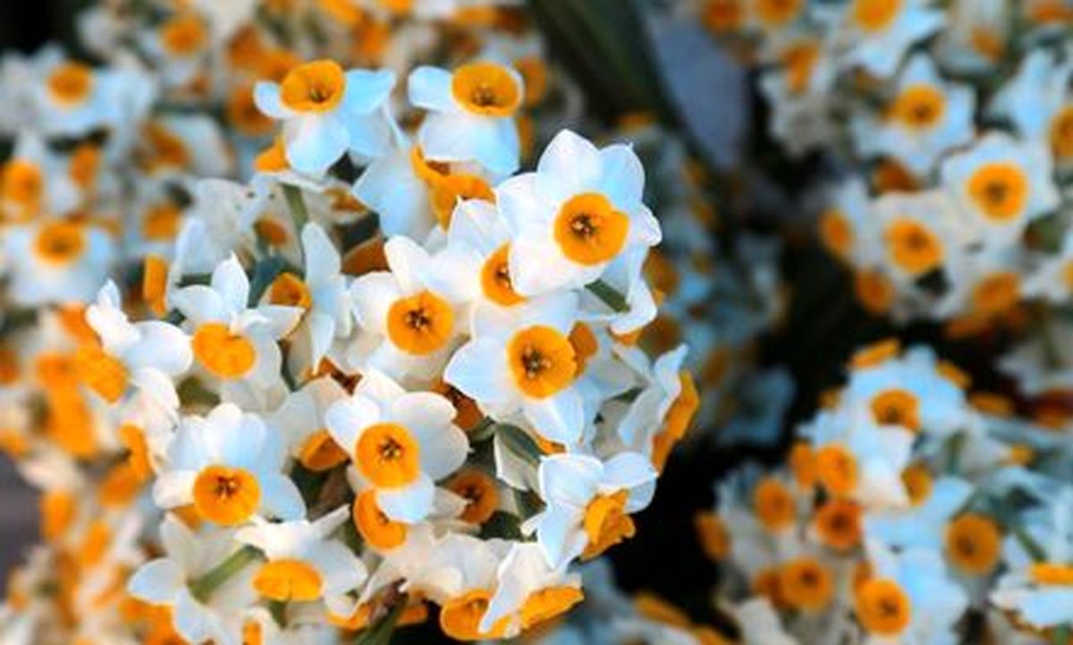 نرگس زارهای روستای نوآباد +تصاویر