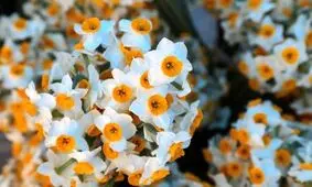 نرگس زارهای روستای نوآباد +تصاویر