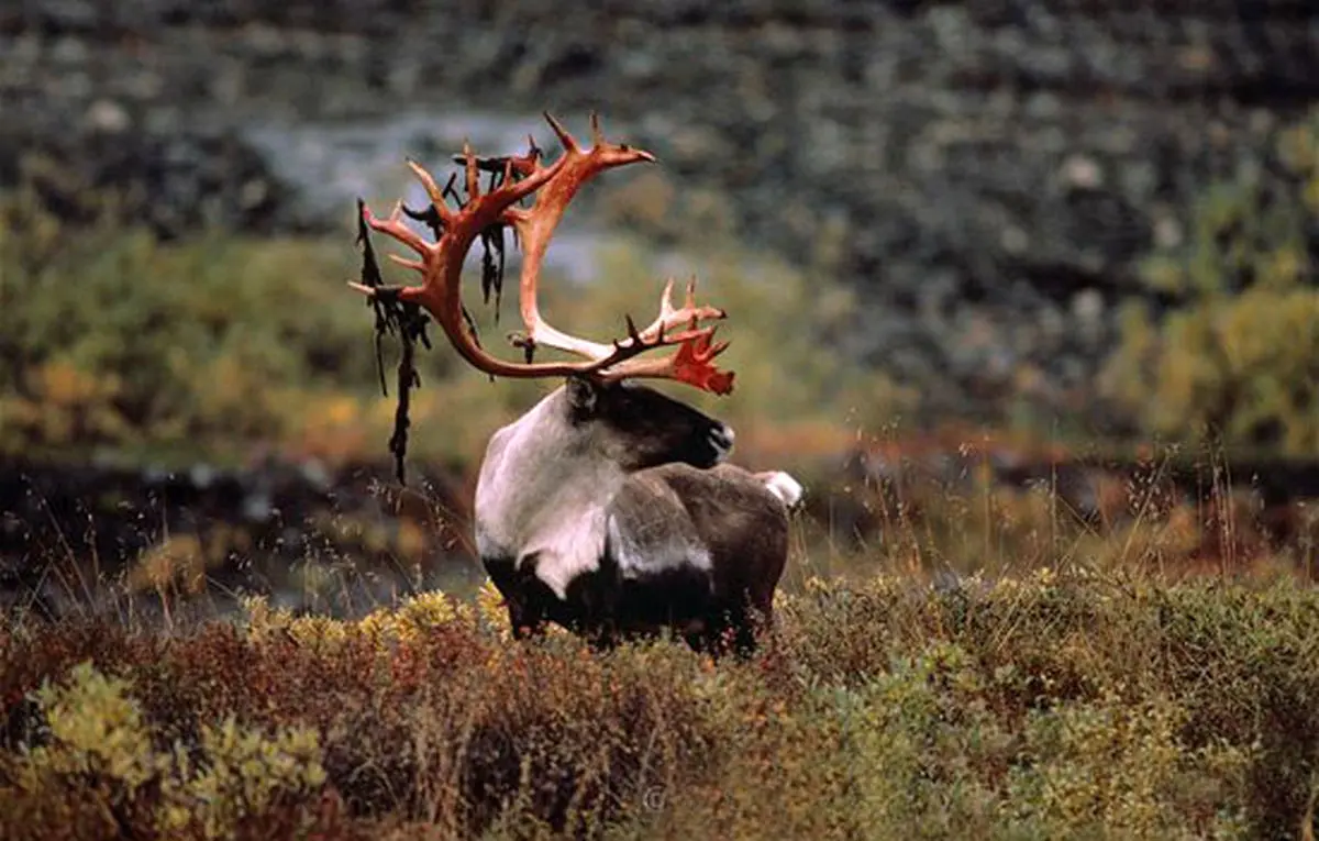 طولانی‌ترین مهاجرت‌ها در دنیای حیوانات