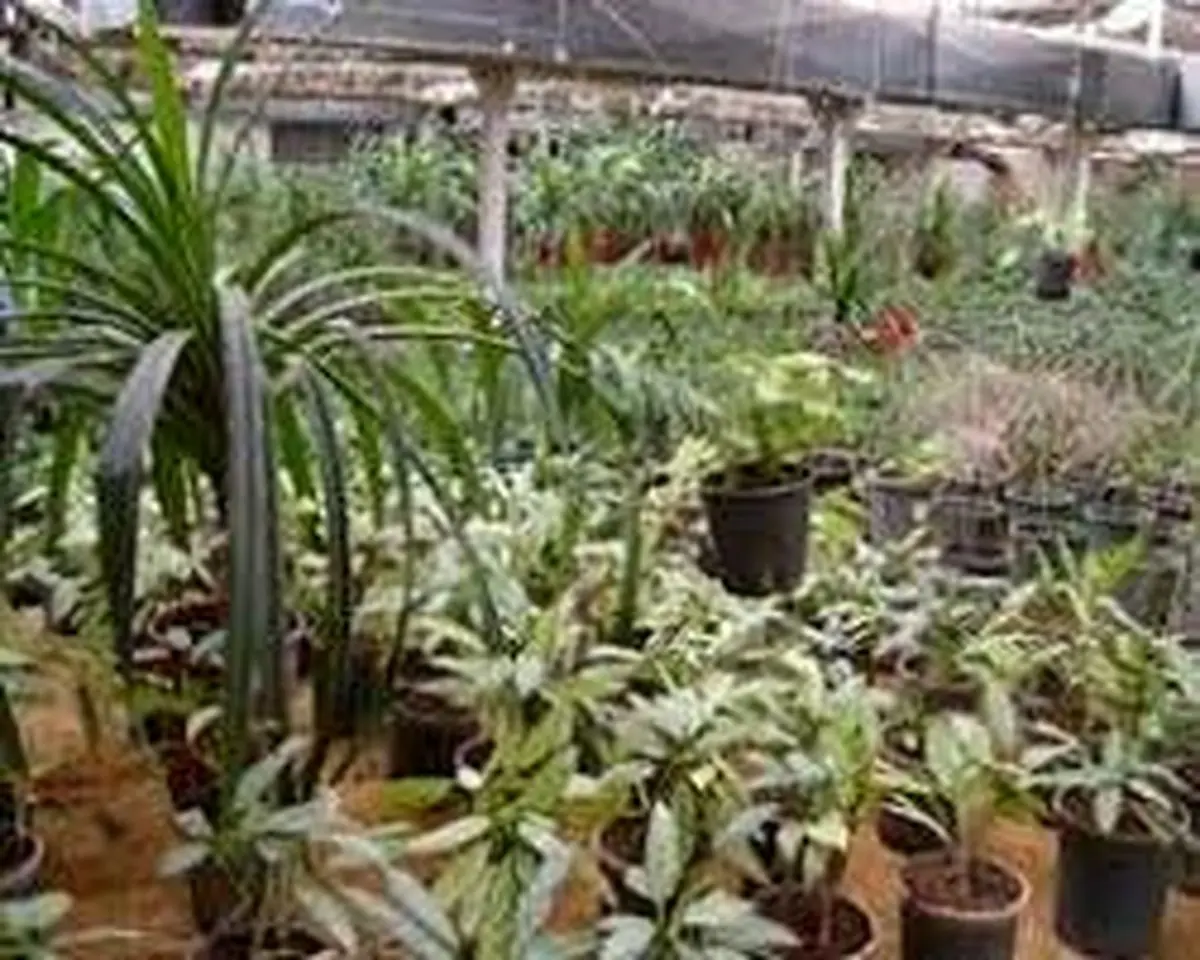 تولید گیاهان سازگار با شرایط سخت آب و هوایی در دانشگاه زابل