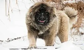 حمله گرگ‌ها به برخی روستاهای گناباد؛ مسئولان: محل نگهداری دام‌ها را حصارکشی کنید!