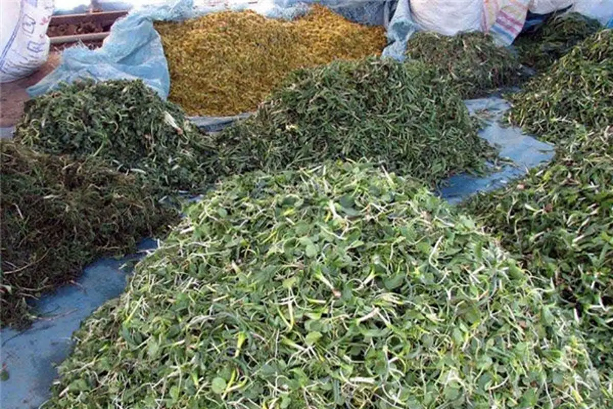 ۱۴۰میلیون تومان به کشت گیاهان دارویی در دامغان اختصاص یافت