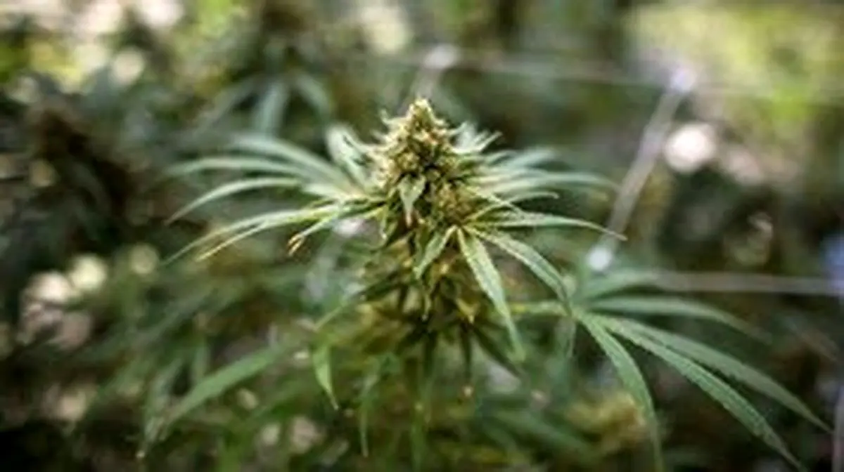 باند تولید و توزیع گیاه "ماری‌ جوانا" در تبریز متلاشی شد