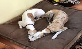 تصاویر زیبایی که نشان می دهد زندگی چقدر باارزش است