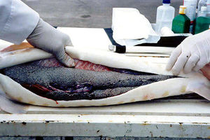 تولید 445 تن ماهی خاویاری در گیلان