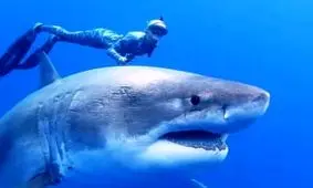 دیده شدن غول پیکرترین کوسه سفید جهان! عکس